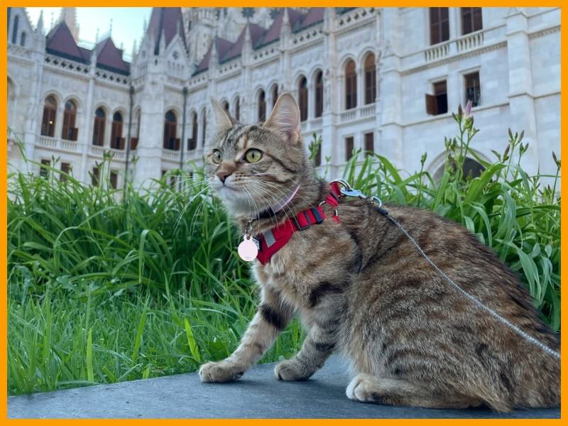 Arya macska, aki ihlette a Cicanaplót a Parlament előtt pórázon.