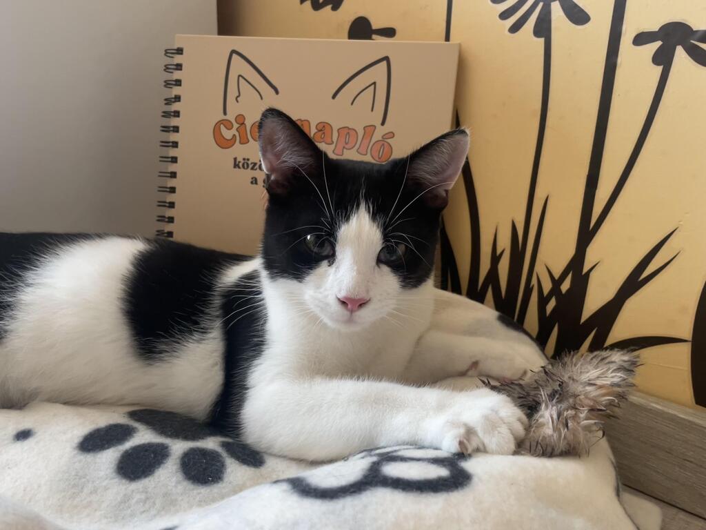 Cicanapló a Mancsos Naplók sorozat részeként, előtte egy macska fekszik az ágyon.