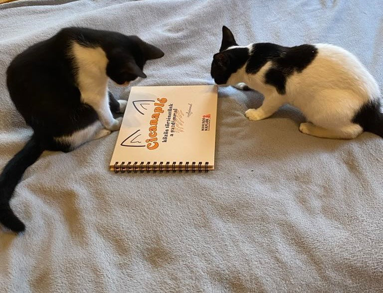 Cicanapló a Mancsos Naplók sorozat részeként, amivel két macska játszik.