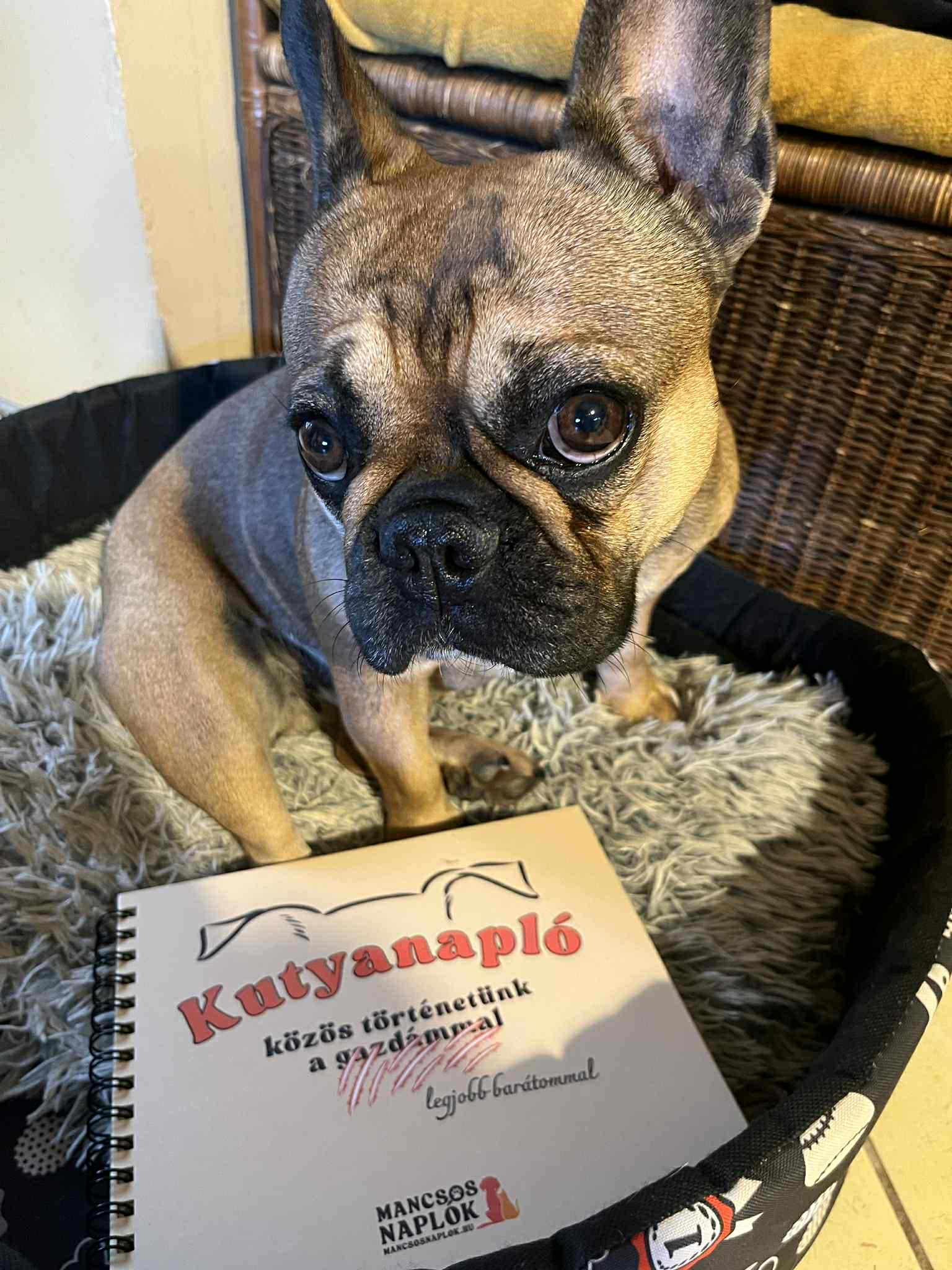 Kutyanapló a Mancsos Naplók sorozat részeként, mellette egy kutya ül és néz a kamerába aranyosan.