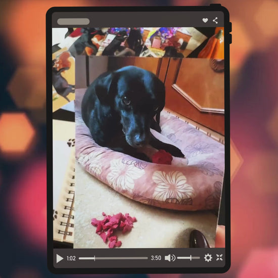 Videó arról, ahogy a Kutyanaplóba beragaszt egy lány fényképeket egy kutyáról.